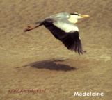 Madeleine